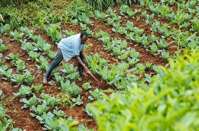 Farm Smarter, Not Harder: Tips and Trends from Tuhos