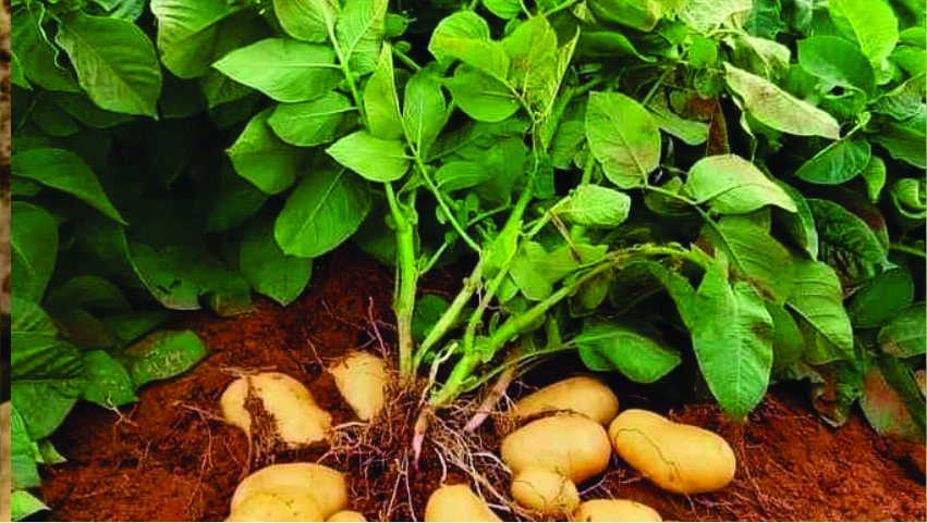 Where Strategy Meets Soil: The Tuhos Blog