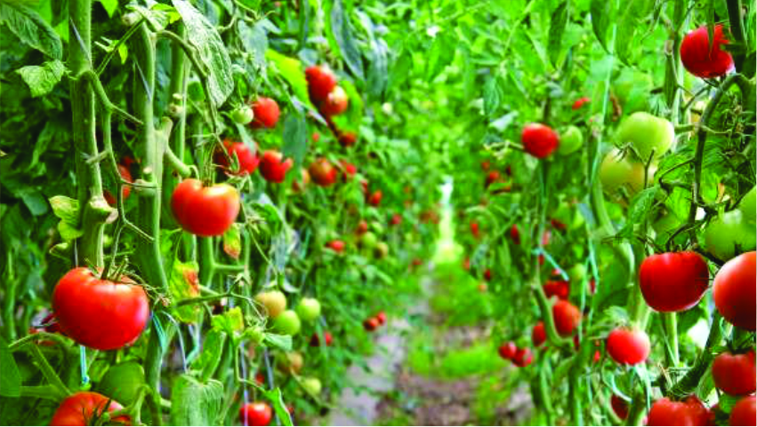 Inside the Farm-Expert Perspectives from Tuhos